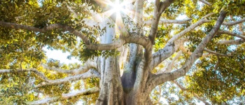 sunlight shining through tree branches